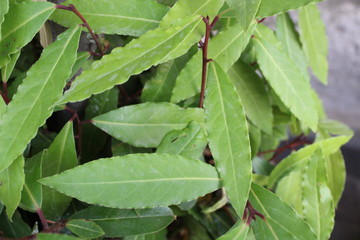 Laurel plant, herbal leaves