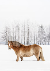 Fototapeta na wymiar Light brown horse wading through snow on field in winter, blurred trees in background, vertical photo from side, with space for text upper part