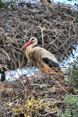 Baby stork on a tree