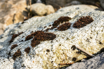 Sun shines on small patches of lichen / moss on white rock, dark brown coloured and dry after winter, detailed close up photo