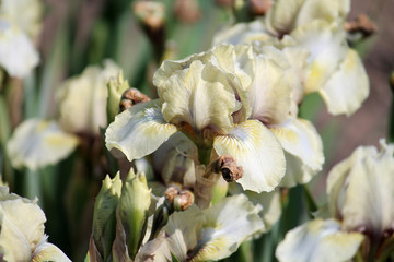 Pale gray iris flower with gold shadings in garden. Cultivar Mrs. Nate Rudolph from Standard Dwarf...
