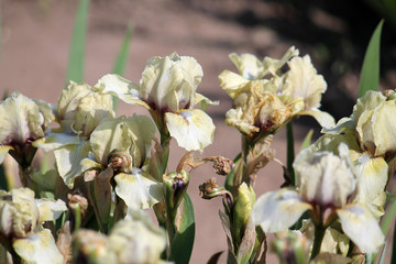 Pale gray iris flowers with gold shadings in garden. Cultivar Mrs. Nate Rudolph from Standard Dwarf Bearded Iris (SDB) Group