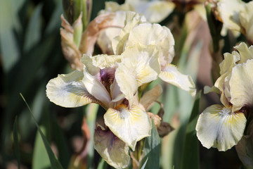 Pale gray iris flower with gold shadings in garden. Cultivar Mrs. Nate Rudolph from Standard Dwarf...