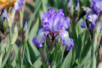 White-violet iris flower in garden. Cultivar Arctic Fancy from Intermediate Bearded Iris (IB) Group