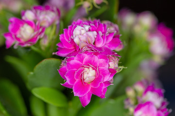 Obraz premium pink flower in the garden