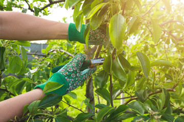 young girl unknown in a straw hat and garden gloves caters for bushes plants plants tree branches in the garden on a sunny day, the concept of gardening and farming agriculture