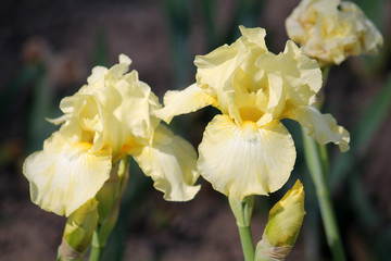 Naklejka na ściany i meble Yellow iris flowers close-up in garden. Cultivar Maui Moonlight from Intermediate Bearded Iris (IB) Group