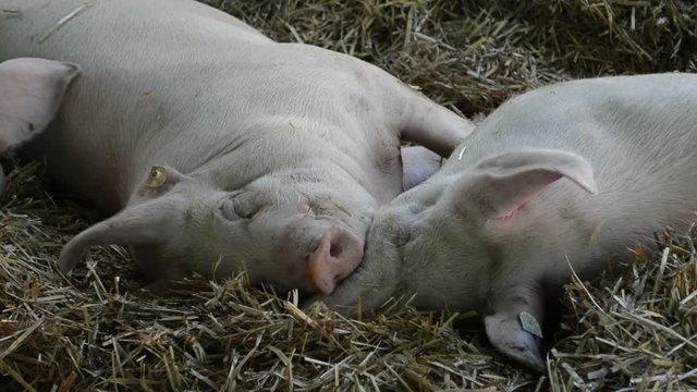 Baby pigs, animal farm, livestock concept