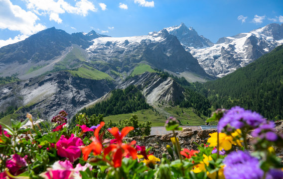 CLOSE UP: Blurry flowers blossom in the spring sunshine in the French Alps.