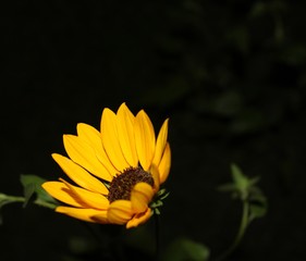 Yellow Flower