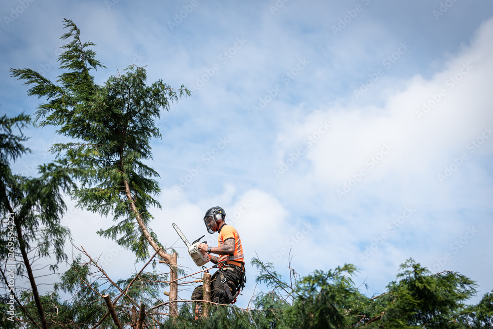 Poster tree surgeon hanging from ropes in the crown of a tree using a chainsaw to cut branches down. the ad