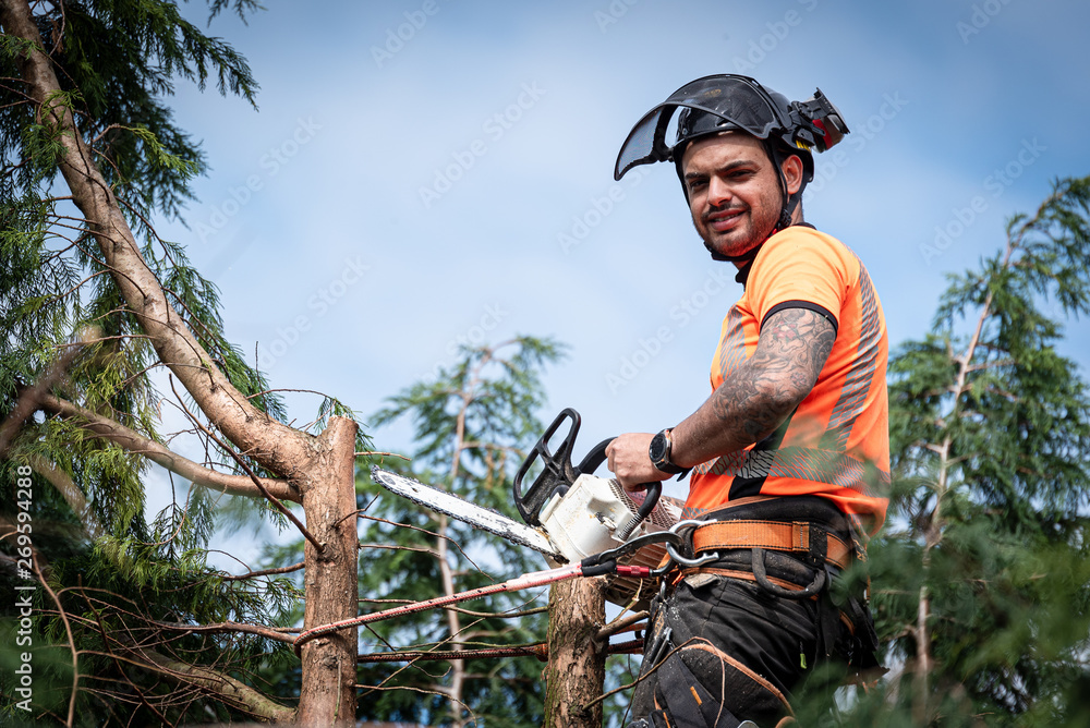 Sticker tree surgeon hanging from ropes in the crown of a tree using a chainsaw to cut branches down. the ad