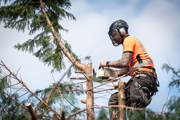 Tree surgeon hanging from ropes in the crown of a tree using a chainsaw to cut branches down. The...