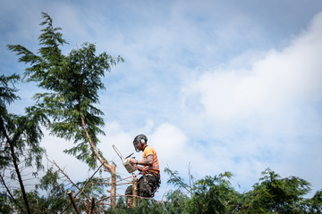 Tree surgeon hanging from ropes in the crown of a tree using a chainsaw to cut branches down. The adult male is wearing full safety equipment.