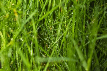 Beautiful close up view of green grass covered with water drops. Gorgeous green nature backgrounds texture.
