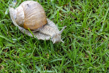 Close up view of snail on green grass isolated. Beautiful nature backgrounds.