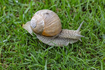 Close up view of snail on green grass isolated. Beautiful nature backgrounds.