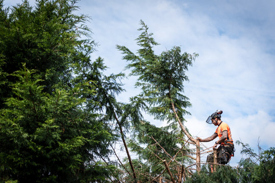 Tree surgeon hanging from ropes in the crown of a tree using a chainsaw to cut branches down. The adult male is wearing full safety equipment.