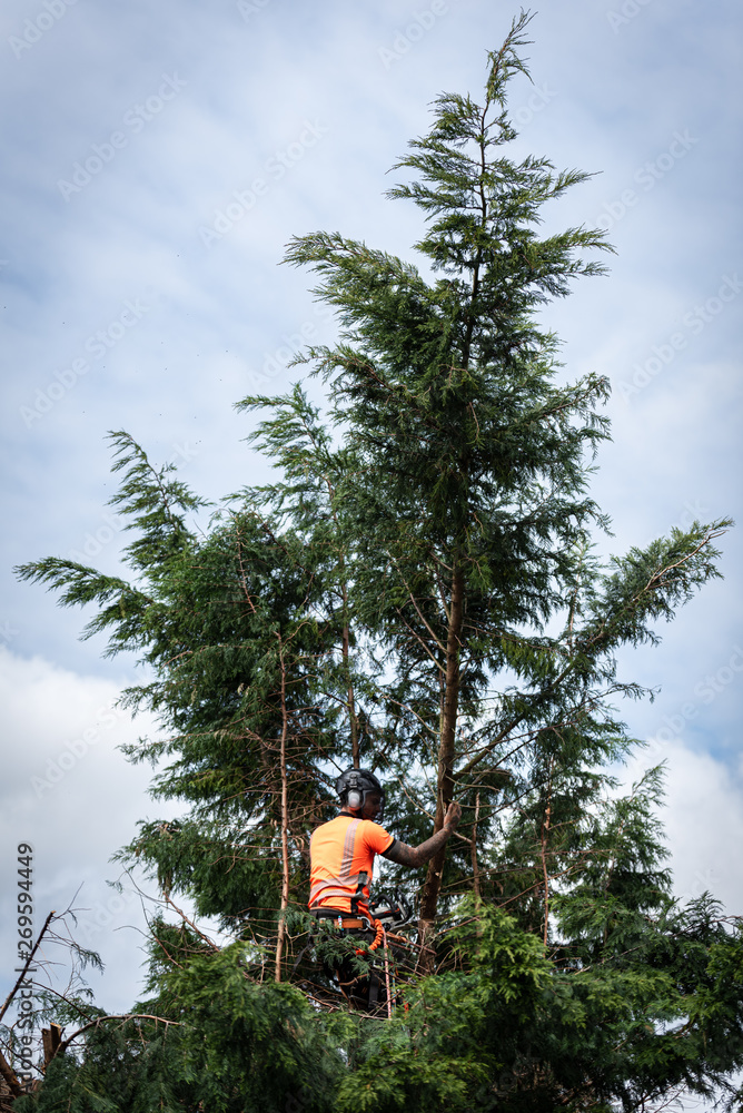 Poster tree surgeon hanging from ropes in the crown of a tree using a chainsaw to cut branches down. the ad