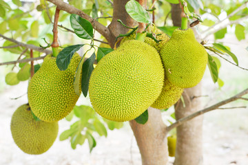 closeup of jackfruit on tree with leaf