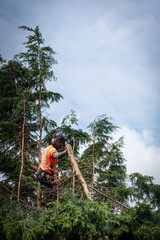 Tree surgeon hanging from ropes in the crown of a tree, throwing cut branches down. The adult male is wearing full safety equipment.