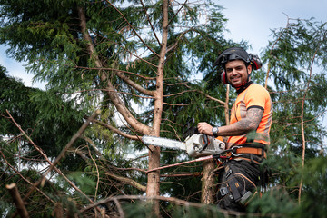 Naklejka na ściany i meble Tree surgeon hanging from ropes in the crown of a tree using a chainsaw to cut branches down. The adult male is wearing full safety equipment.