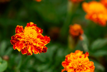 Orange Marigold Flower