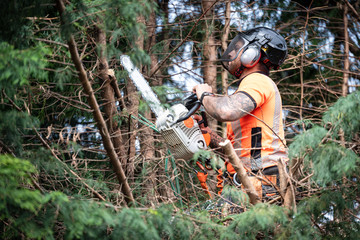 Tree surgeon hanging from ropes in the crown of a tree using a chainsaw to cut branches down. The adult male is wearing full safety equipment.