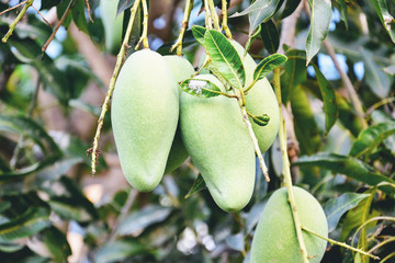 closeup mango on the tree