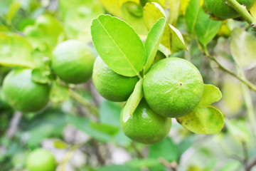 close up of green limes