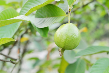 close up of guava fruit