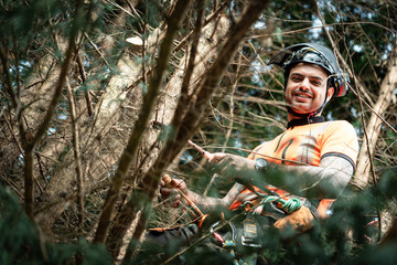 Tree surgeon hanging from ropes in the crown of a tree using a chainsaw to cut branches down. The...