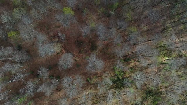 Spring, Beech forest, Altube, Gorbeia Natural Park, Alava, Bizkaia, Basque Country, Spain, Europe