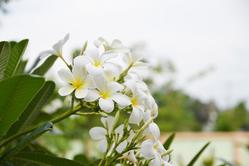 closeup of plumeria flower