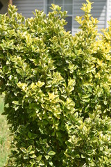 Green and Yellowish colored Shrubbery bush
