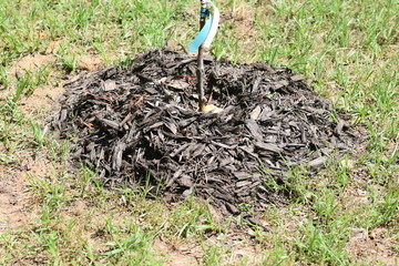 BLACK MULCH AROUND A NEWLY PLANTED METHLY PLUM TREE