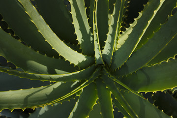 Aloe vera plant in botanical garden.