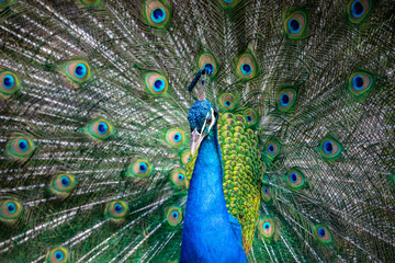 Fototapeta na wymiar Peacock with all its colors
