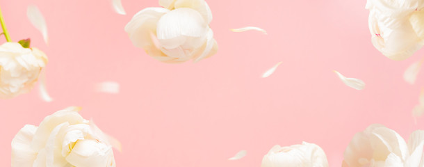 Beautiful flying white peonies flowers and petals at light pink pastel background with copy space. Creative floral nature spring layout. Spring blossom background. Long wide banner