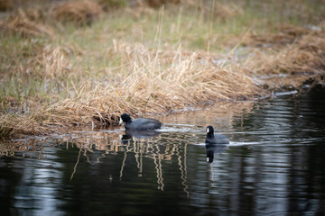 American Coots