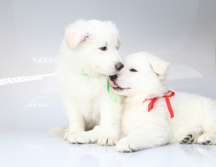 two puppies on white background