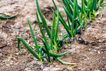 Closeup of large green leaves of onions on ground in summer garden vegetables growing in soil in Takayama, Japan