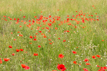 Fototapeta premium field of poppies