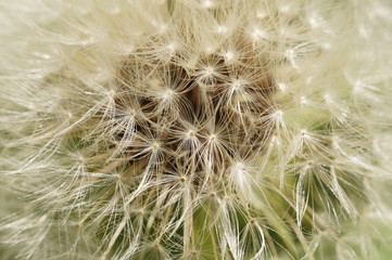 Naklejka premium Одуванчик