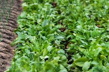 Naklejka premium Closeup of green mustard green leaves on ground in summer garden vegetables growing in soil in Takayama, Japan