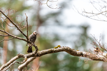 Takayama, Japan traditional Hida no Sato old folk village lake pond in Gifu prefecture with Brown-eared bulbul bird perched on tree