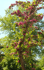 Fototapeta na wymiar Beautiful Lagerstroemia or crape myrtle tree in full blossom with purple flowers in spring