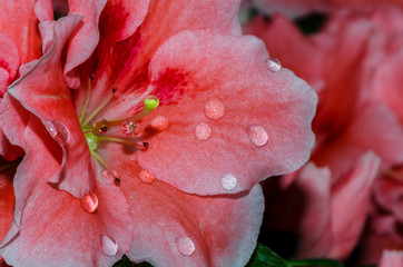 Macro shot of a red flower with water drops