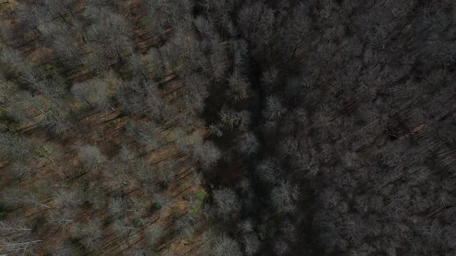Spring, Beech forest, Altube, Gorbeia Natural Park, Alava, Bizkaia, Basque Country, Spain, Europe