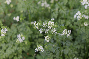 Spring time. Green leaf background garden space for summer banner landscape. Texture color. Chervil botanical.